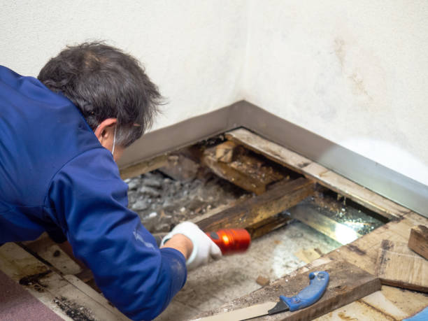 Best Industrial Mold Remediation in Roosevelt Park, MI
