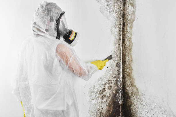 Best Bathroom Mold Remediation in Roosevelt Park, MI