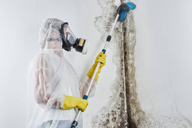 Best Emergency Mold Remediation in Roosevelt Park, MI