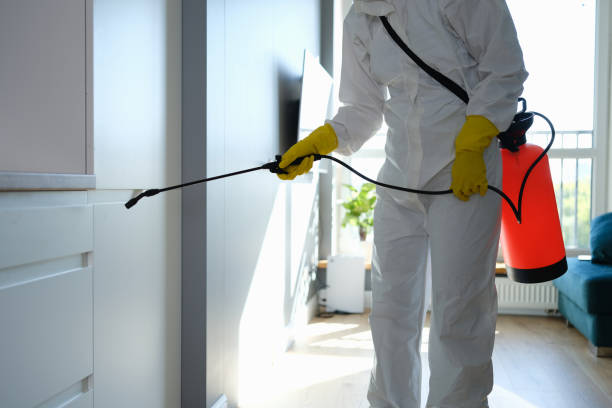 Best White Mold Remediation in Roosevelt Park, MI