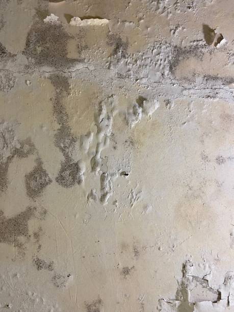 Roosevelt Park, MI Mold Remediation Company