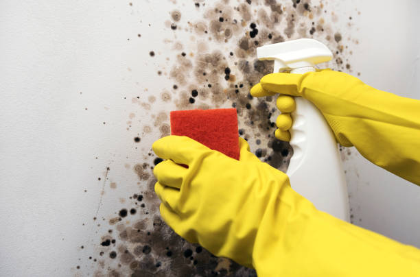 Best DIY Mold Remediation Support Services in Roosevelt Park, MI
