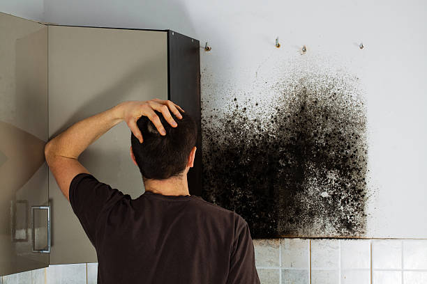 Best Residential Mold Remediation in Roosevelt Park, MI