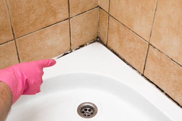 Best Residential Mold Remediation in Roosevelt Park, MI