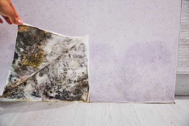 Best Commercial Mold Remediation in Roosevelt Park, MI